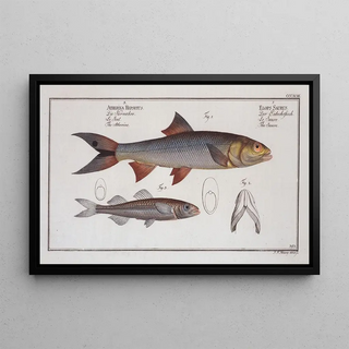 Marcus Elieser Bloch - 1 Elops Saurus The Saure 3 Atherina Hepsetus The Atherine.webp