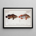 Épinephelus marginalis y Épinephelus bruneus - Marcus Elieser Bloch — cuadro enmarcado en la pared