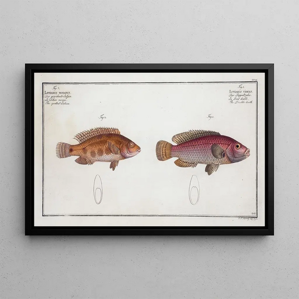Lutjanus videns Le Double-dent 2 Lutjanus notatus The spotted snapper - Marcus Elieser Bloch — framed artwork on a wall