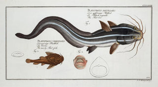 Marcus Elieser Bloch - 1 Platystacus angullaris The FlatEel 2 Platystacus verrucosus The warty Flatfish.webp