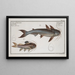 Silurus Nodosus El Siluro Nudoso 2 Silurus Quadrimaculatus El Siluro de Cuatro Manchas - Marcus Elieser Bloch — cuadro enmarcado en la pared