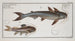 Silurus Nodosus El Siluro Nudoso 2 Silurus Quadrimaculatus El Siluro de Cuatro Manchas - Marcus Elieser Bloch — vista de la obra