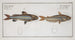 Silurus atherinoides La banda plateada 2 Silurus vittatus El siluro rayado - Marcus Elieser Bloch — vista de la obra