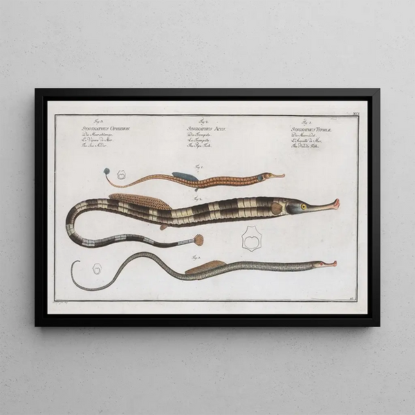 Syngnathus Typhle, el pez aguja 2 Syngnathus Acus, el pez trompeta 3 Syngnathus Ophidion, la anguila de mar - Marcus Elieser Bloch — cuadro enmarcado en la pared