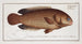 Anthias testudineus, el pez-tortuga - Marcus Elieser Bloch — vista de la obra
