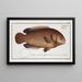 Anthias testudineus, el pez-tortuga - Marcus Elieser Bloch — cuadro enmarcado en la pared