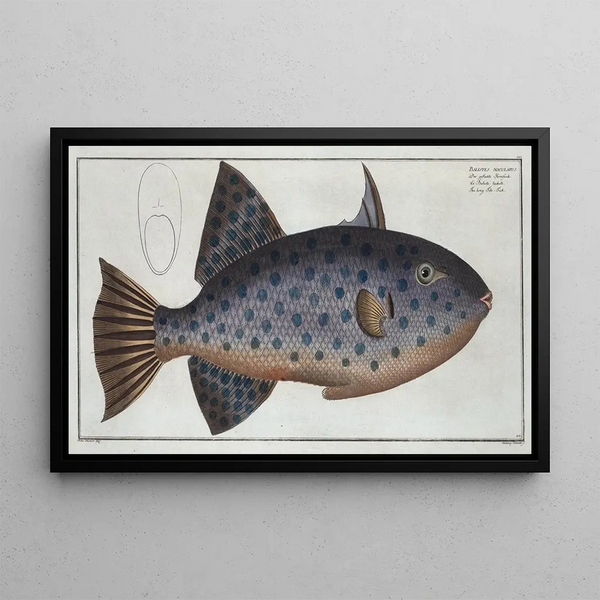 Balistes maculatus Le long Baliste - Marcus Elieser Bloch — cuadro enmarcado en la pared