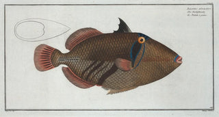 Marcus Elieser Bloch - Balstes aculeatus.webp