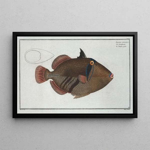 Balistes aculeatus - Marcus Elieser Bloch — cuadro enmarcado en la pared