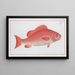 Bodianus Aya - Marcus Elieser Bloch — cuadro enmarcado en la pared
