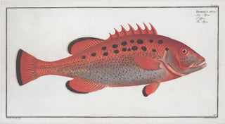 Marcus Elieser Bloch - Bodianus apua The Apue.webp