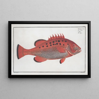 Marcus Elieser Bloch - Bodianus apua The Apue.webp