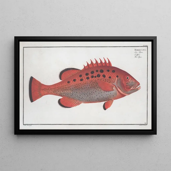 Bodianus apua L'Apue - Marcus Elieser Bloch — cuadro enmarcado en la pared