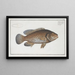 Bodianus guttatus, el Jenfish - Marcus Elieser Bloch — cuadro enmarcado en la pared