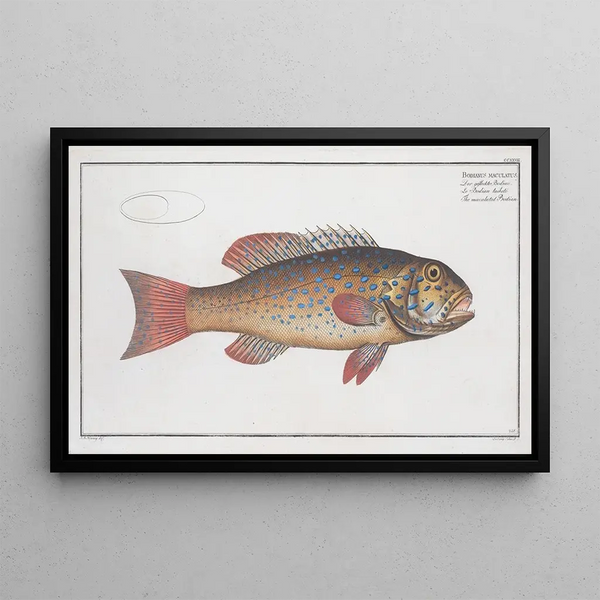 Bodianus maculatus Le Bodian maculé - Marcus Elieser Bloch — cuadro enmarcado en la pared