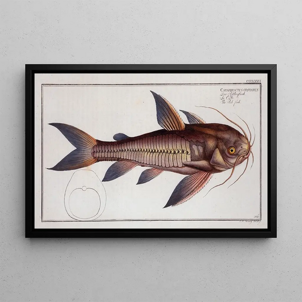 Cataphractus costatus The spiny fish - Marcus Elieser Bloch — framed artwork on a wall