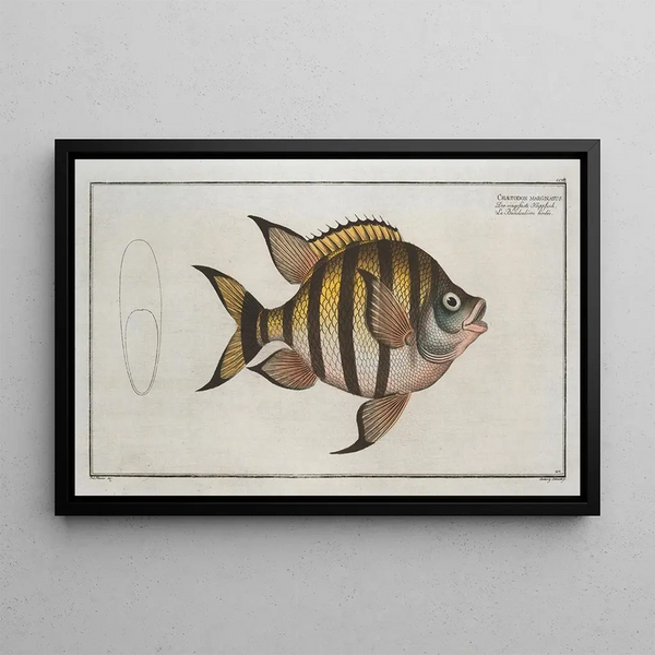 Chaetodon marginatus - Marcus Elieser Bloch — cuadro enmarcado en la pared
