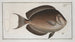 Chaetodon nigricans - Marcus Elieser Bloch — artwork view