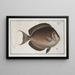 Chaetodon nigricans - Marcus Elieser Bloch — framed artwork on a wall