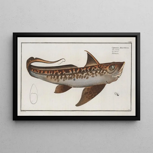 Marcus Elieser Bloch - Chimaera Monstrosa The Chimra.webp