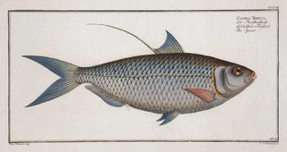 Marcus Elieser Bloch - Clupea Thrissa The Sprat.webp