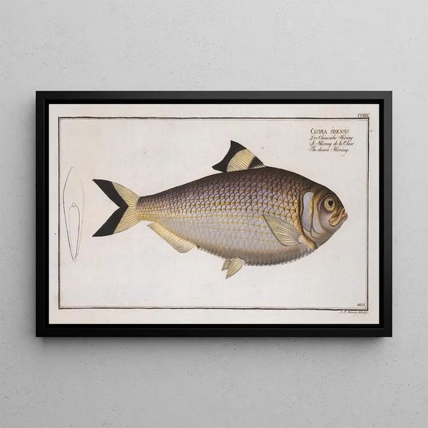Clupea sinensis, el arenque chino - Marcus Elieser Bloch — cuadro enmarcado en la pared