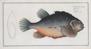Marcus Elieser Bloch - Cycloterus lumpus The Lump.webp