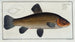 Cyprinus tinca, la tanche - Marcus Elieser Bloch — vista de la obra