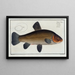 Cyprinus tinca, la tanche - Marcus Elieser Bloch — cuadro enmarcado en la pared