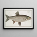 Cyprinus Aspius L'Aspius - Marcus Elieser Bloch — cuadro enmarcado en la pared