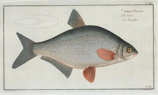 Marcus Elieser Bloch - Cyprinus Blicca The Blicca.webp