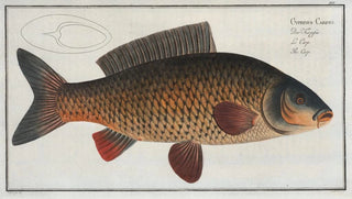 Marcus Elieser Bloch - Cyprinus Carpio The Carp.webp