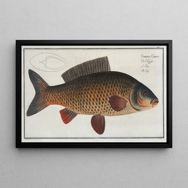 Cyprinus carpio La carpa - Marcus Elieser Bloch — cuadro enmarcado en la pared