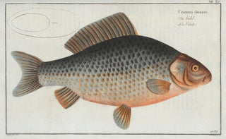 Marcus Elieser Bloch - Cyprinus Gibelio The Gibel.webp