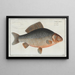 Cyprinus Gibelio, el Gibel - Marcus Elieser Bloch — cuadro enmarcado en la pared