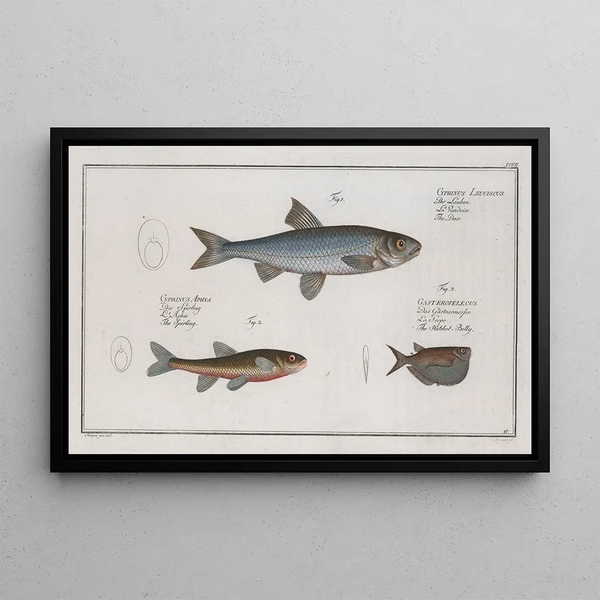 Cyprinus Leuciscus Le Dace 2 Cyprinus Aphya Le Spirling 3 Gasteropelecus Le HatchetBelly - Marcus Elieser Bloch — cuadro enmarcado en la pared