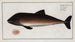 Delphinus Phocoena Le Marsouin - Marcus Elieser Bloch — vista de la obra