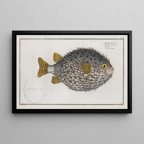 Diodon hystrix, el diodon redondo - Marcus Elieser Bloch — cuadro enmarcado en la pared