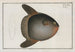 Diodon Mola, the sunfish - Marcus Elieser Bloch — artwork view