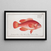 Epinephelus ruber El Walleye rojo - Marcus Elieser Bloch — cuadro enmarcado en la pared