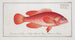 Epinephelus ruber El Walleye rojo - Marcus Elieser Bloch — vista de la obra