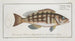 Epinephelus striatus The Striped Grouper - Marcus Elieser Bloch — artwork view