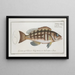 Epinephelus striatus The Striped Grouper - Marcus Elieser Bloch — framed artwork on a wall