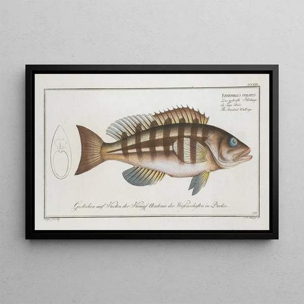 Epinephelus striatus El dorado rayado - Marcus Elieser Bloch — cuadro enmarcado en la pared