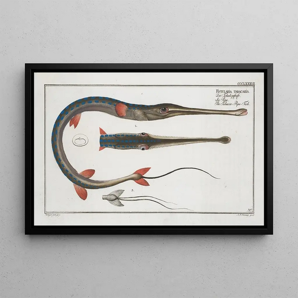 Fistularia tabacaria, the trumpetfish - Marcus Elieser Bloch — framed artwork on a wall