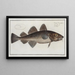Gadus Callarias The cod - Marcus Elieser Bloch — framed artwork on a wall