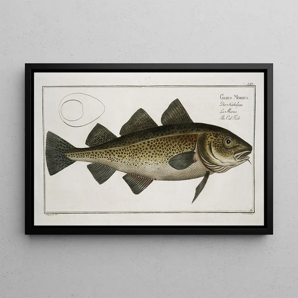 Marcus Elieser Bloch - Gadus Morhua The Cod Fish.webp
