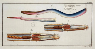 Marcus Elieser Bloch - Gastrobranchus coecus The BlindFish.webp