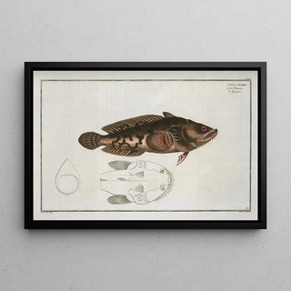 Marcus Elieser Bloch - Gottus gruniens.webp