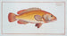 Holocentrus auratus - Marcus Elieser Bloch — vista de la obra